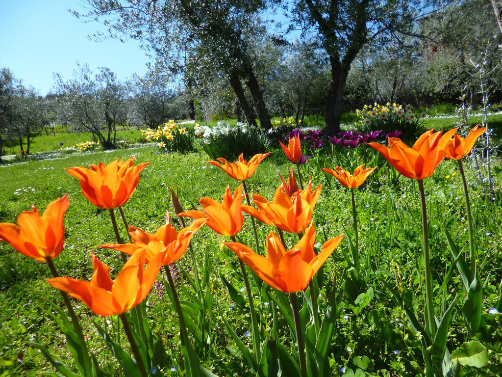 Villa Bordoni Greve in Chianti Buitenkant foto